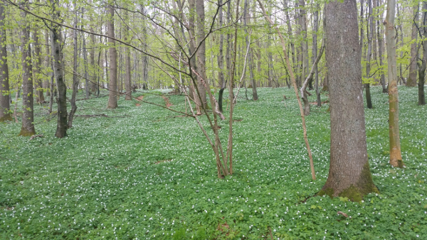 Anemonerne lever endnu og de suger nu al kraft til sig for at g�re sig klar til n�ste for�r, f�r b�getr�ernes blade lukker lyset for dem.